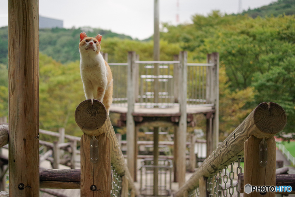 ねこ　その２４０