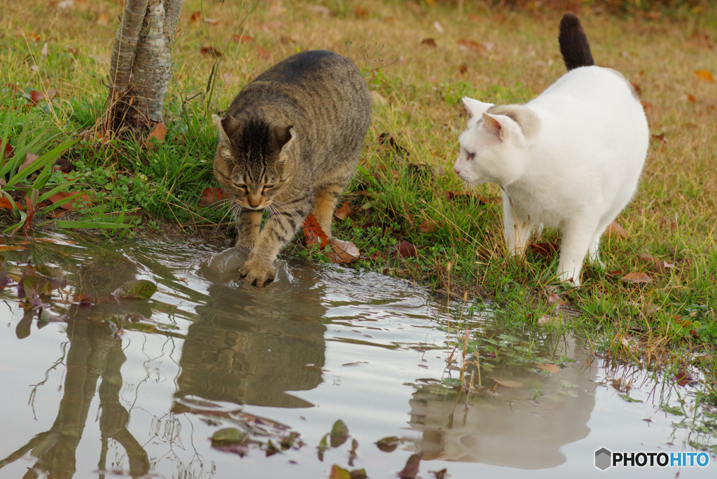 ねこ　その４３５