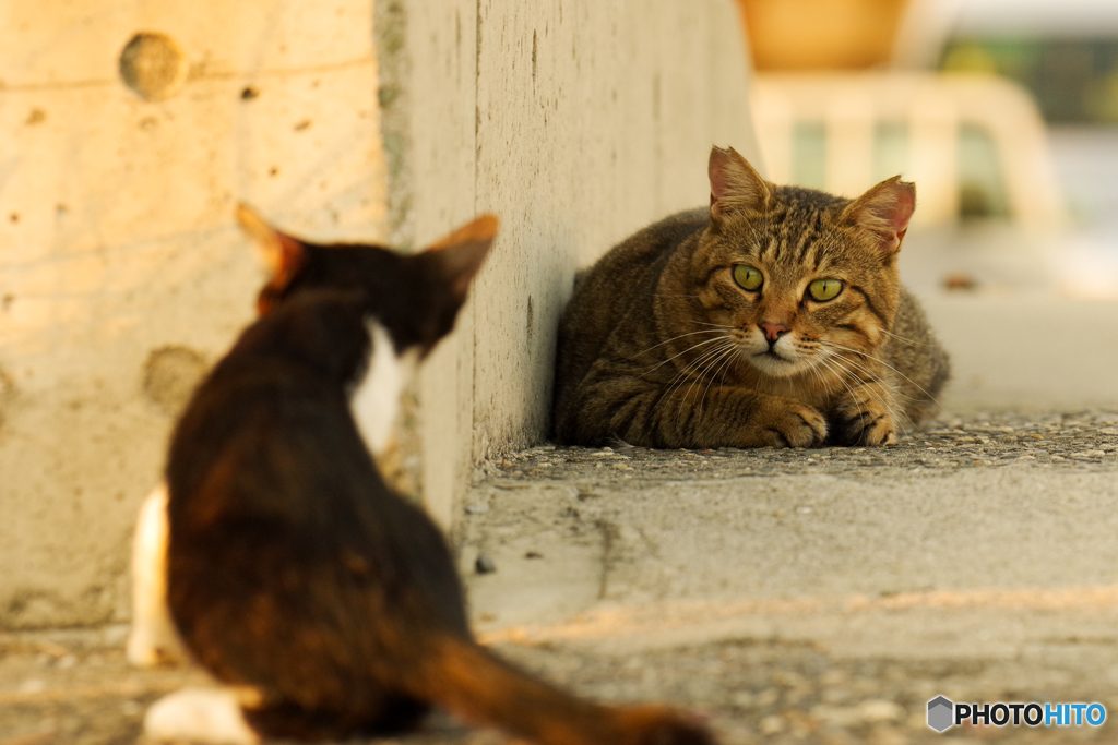 ねこ　その８０３