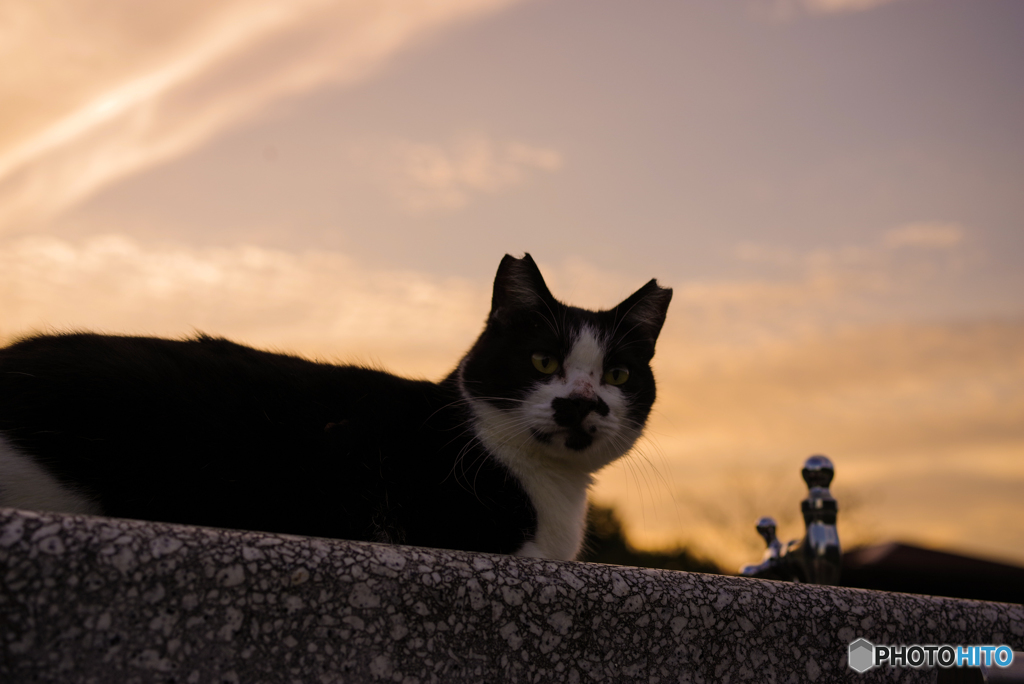 ねこ　その２８７