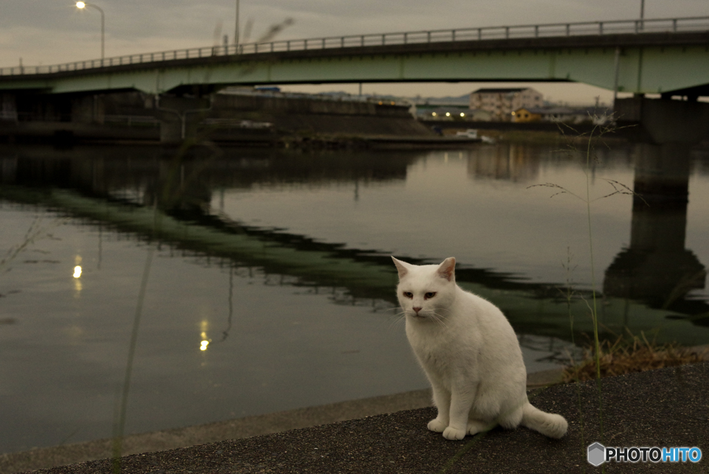 ねこ　その９３４