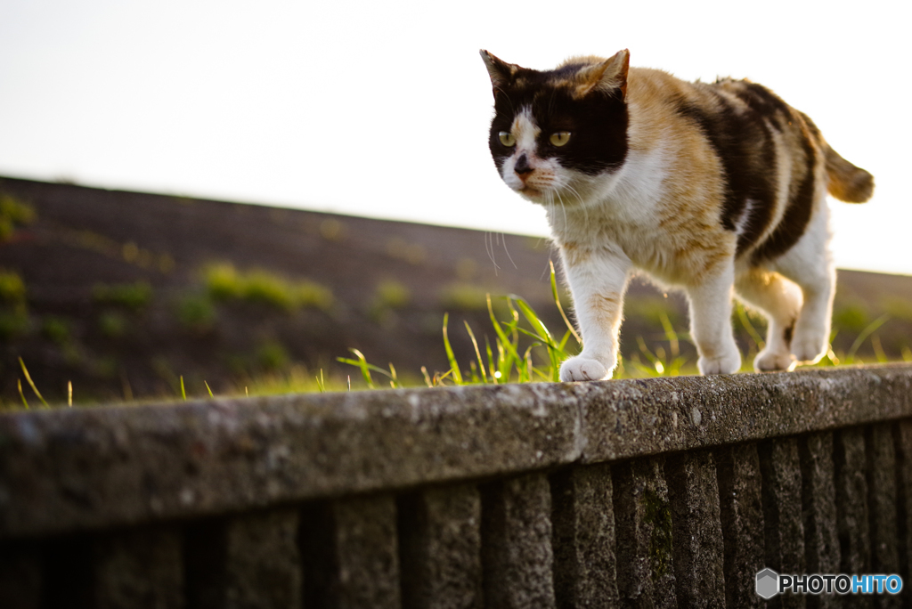 ねこ　その５８６