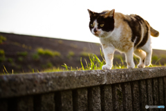 ねこ　その５８６