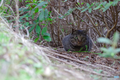 ねこ　その５５２