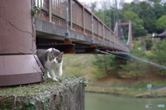 ねこ　その２８