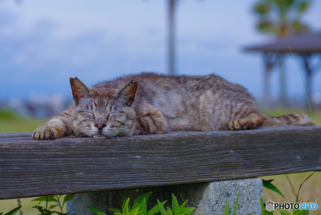 ねこ　その６７０