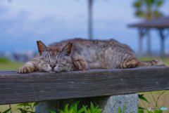 ねこ　その６７０