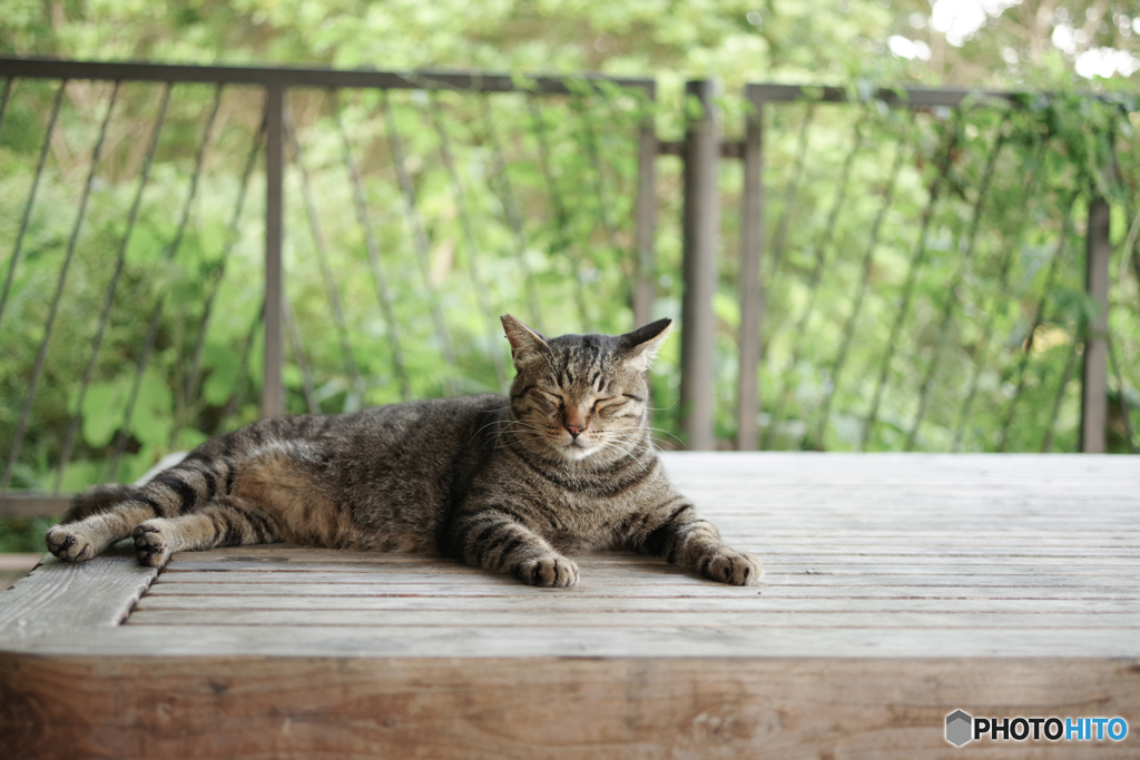 ねこ　その１９８