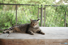 ねこ　その１９８