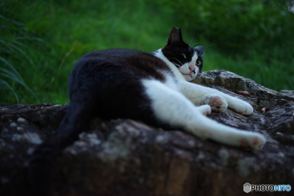 ねこ　その１７７