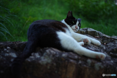ねこ　その１７７