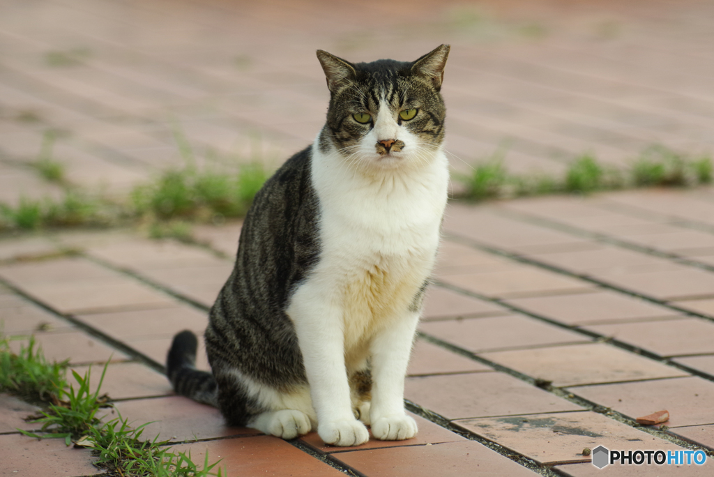 ねこ　その８４３