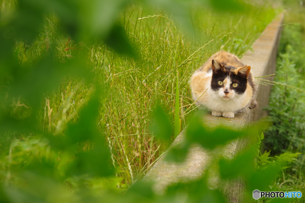 ねこ　その６５１