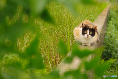 ねこ　その６５１