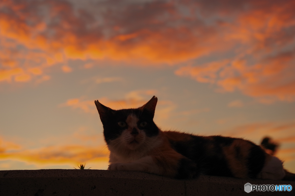 ねこ　その７７６