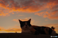 ねこ　その７７６
