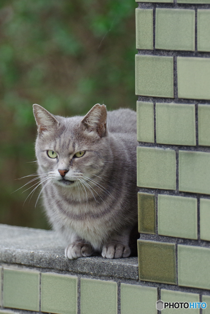 ねこ　その９１８