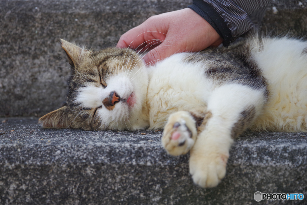 ねこ　その５８１