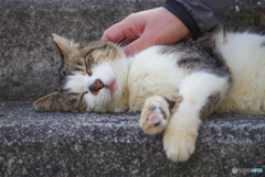 ねこ　その５８１