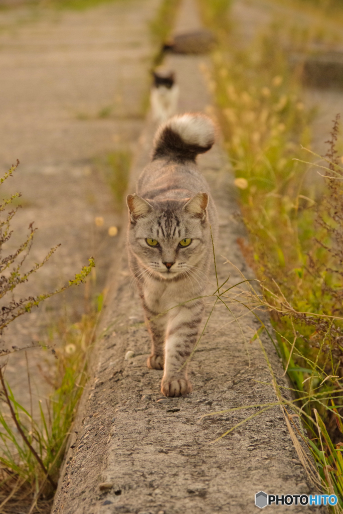 ねこ　その８５７