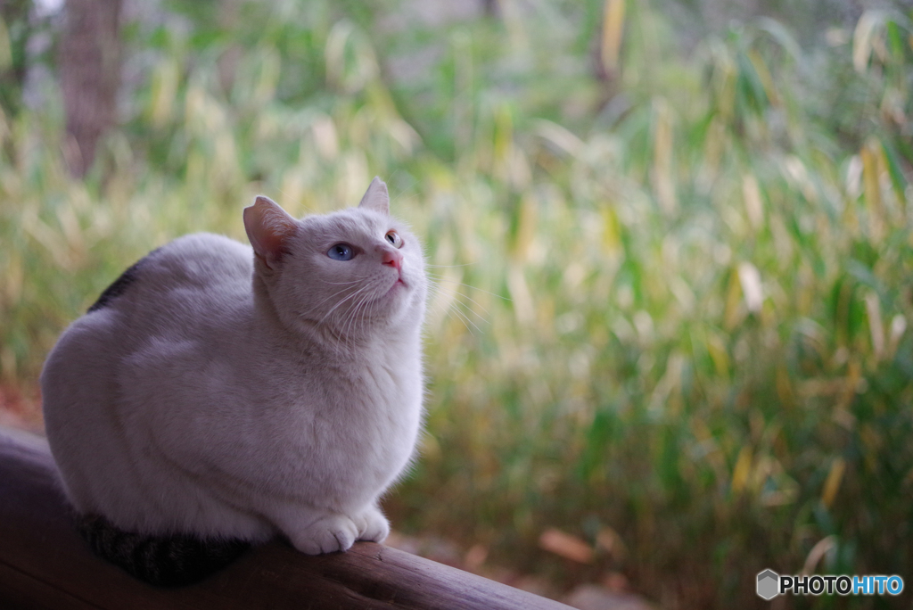 ねこ　その５０６の１