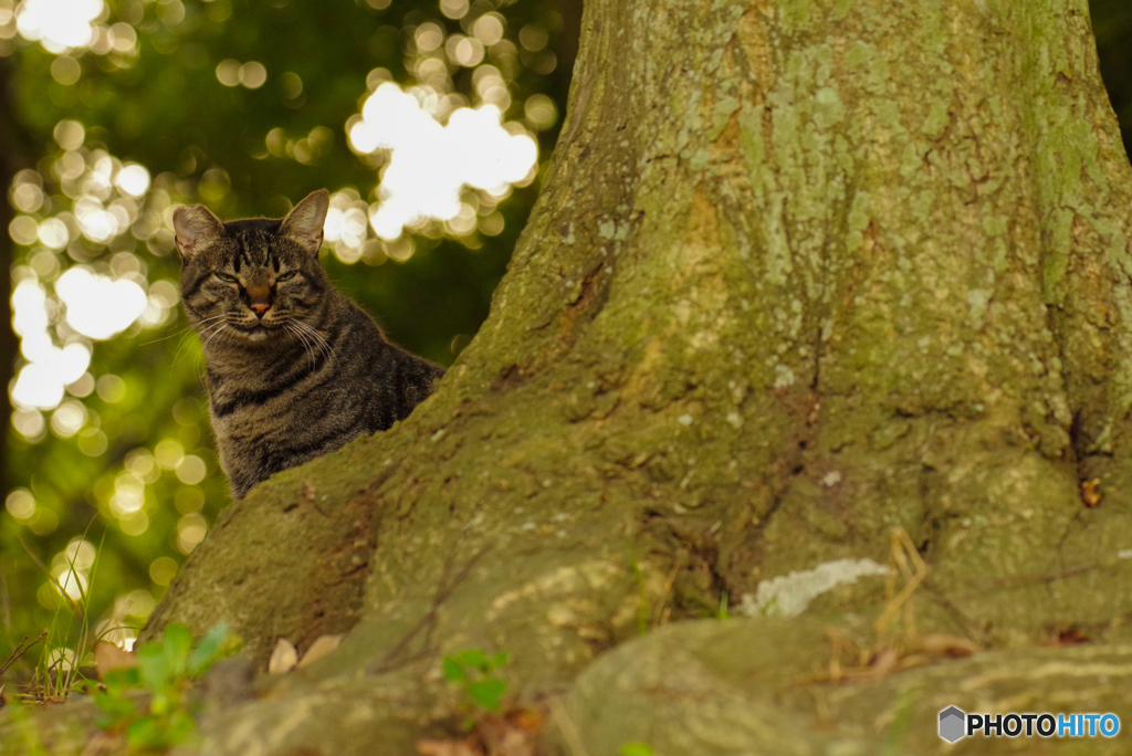 ねこ　その８３５