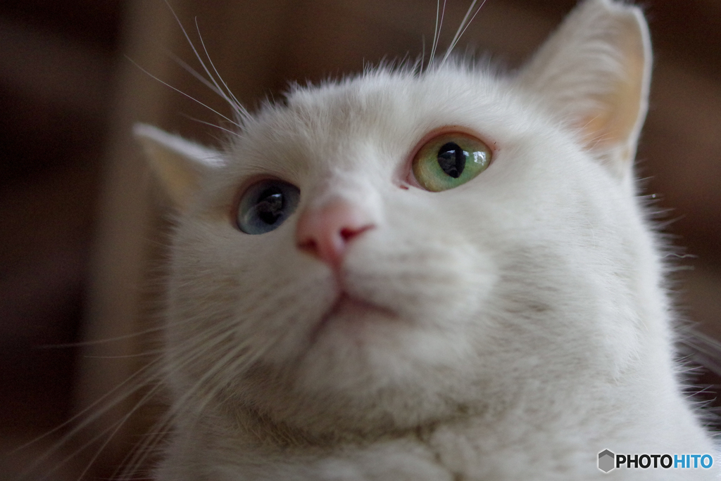 ねこ　その５０４