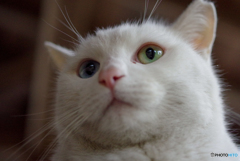 ねこ　その５０４