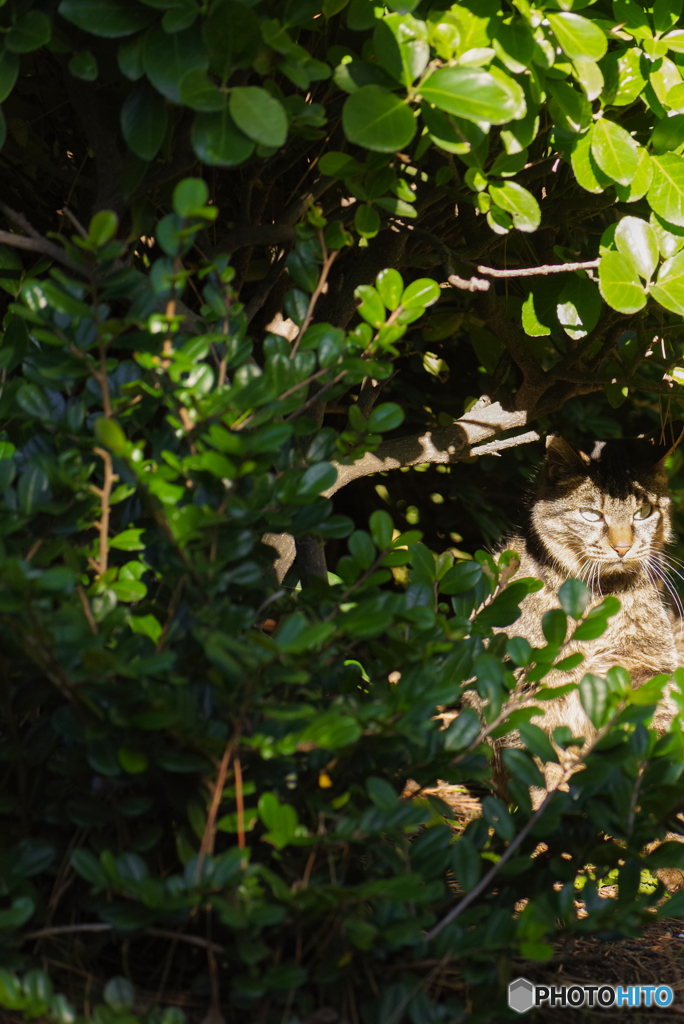 ねこ　その１０４７