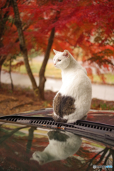 ねこ　その４１９