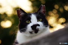ねこ　その１５４