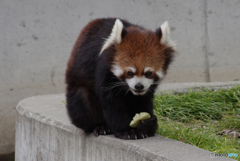 おやつ食べるレッサーパンダ