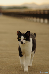 ねこ　その７７７