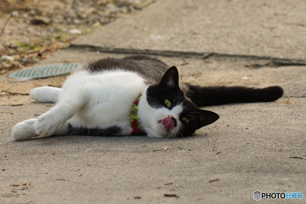 ねこ　その９４９の５