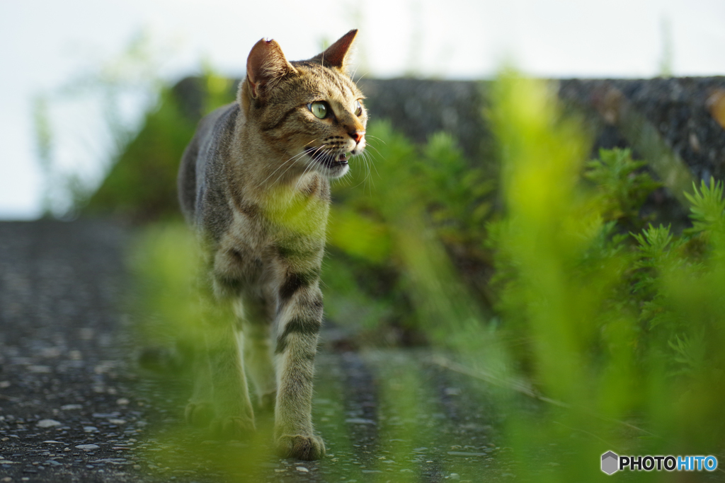 ねこ　その７６４