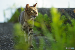 ねこ　その７６４