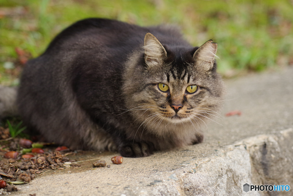 ねこ　その９１５