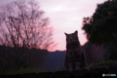 ねこ　その５２９