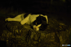 真夏の夜のハチワレ　（ねこ　その１９５）