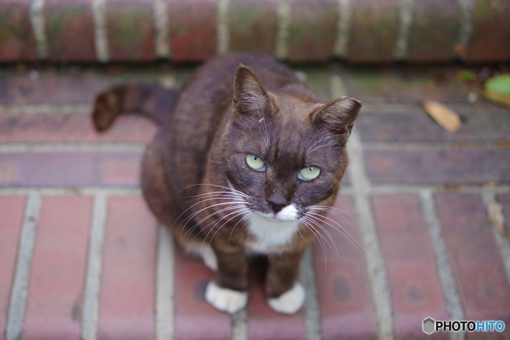 ねこ　その６３０