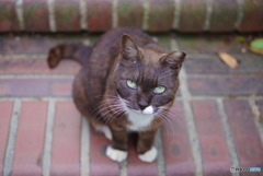 ねこ　その６３０