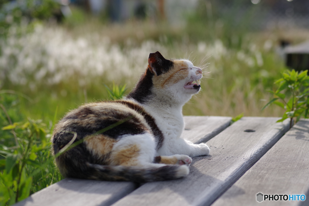 ねこ　その６８２の３