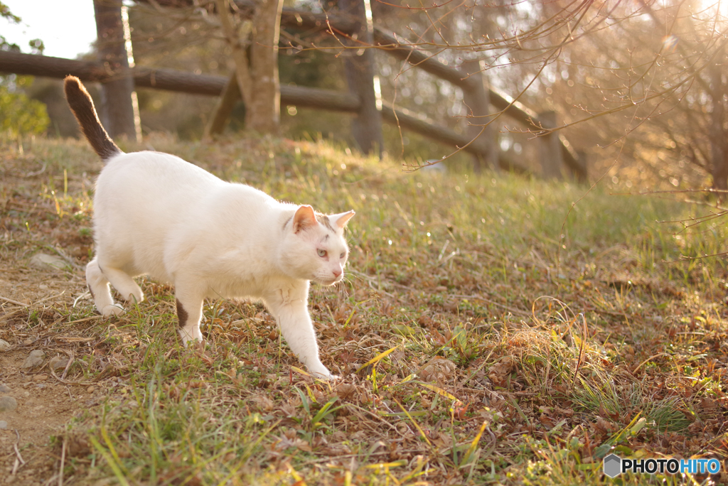 ねこ　その４９５