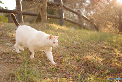 ねこ　その４９５