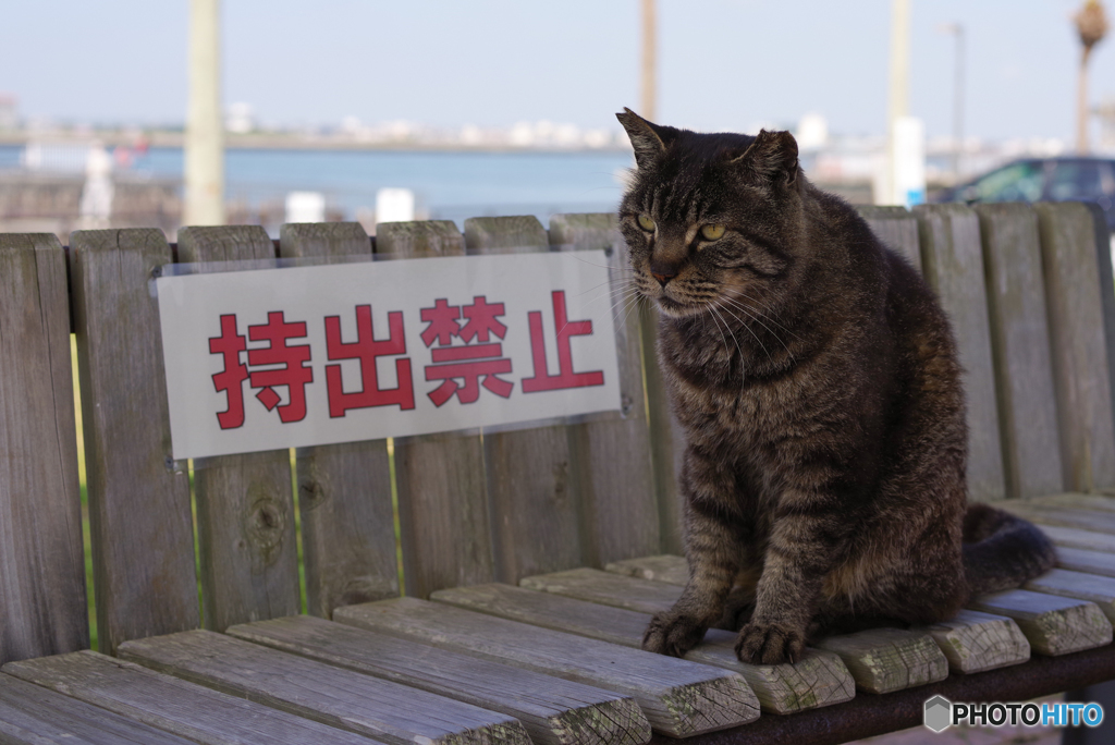 ねこ　その６９７