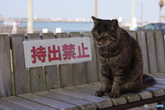 ねこ　その６９７