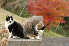 ねこ　その４１２