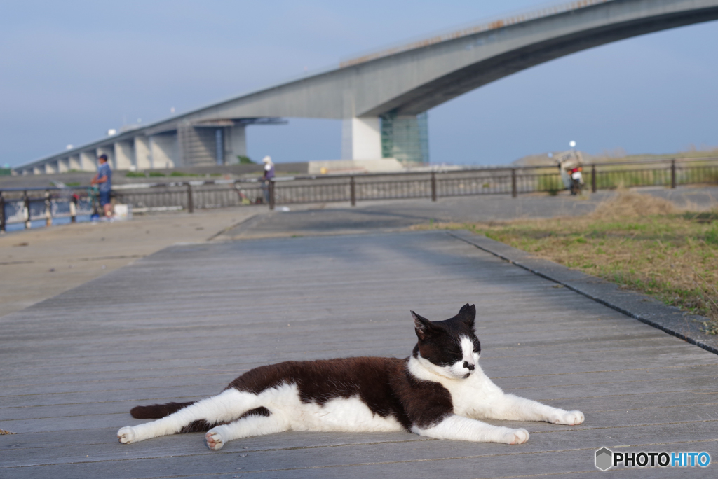 ねこ　その７２０