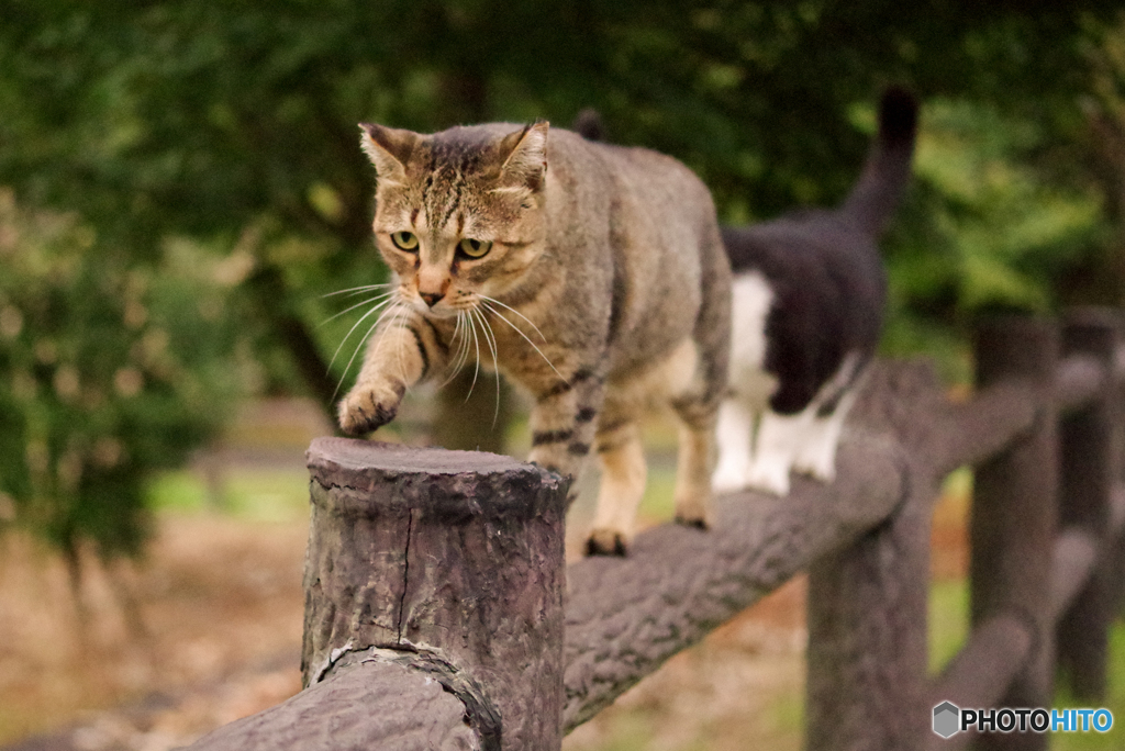 ねこ　その２３９
