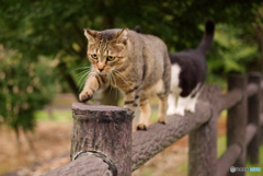 ねこ　その２３９